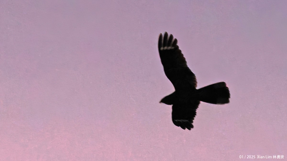 Large-tailed Nightjar - ML637857519