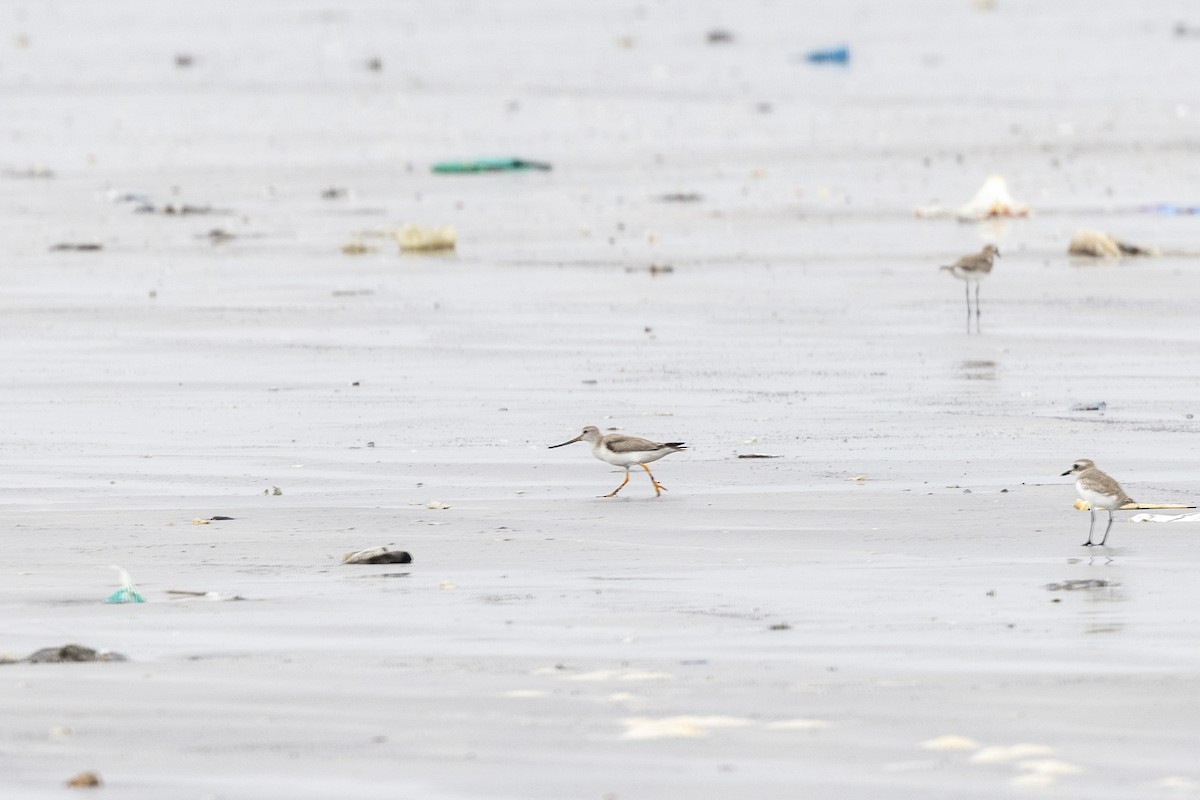 Terek Sandpiper - ML637857544