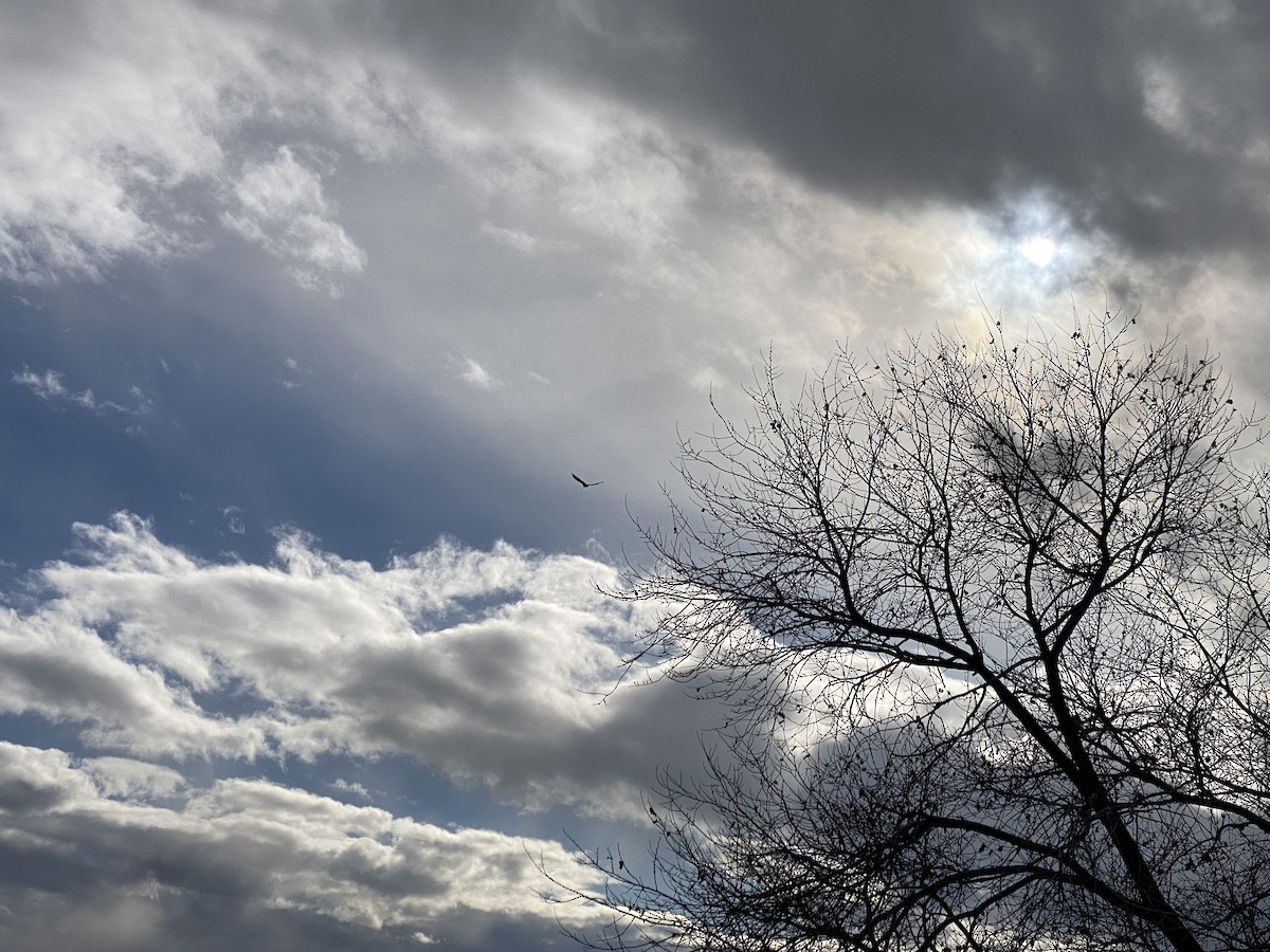 Bald Eagle - ML637857659