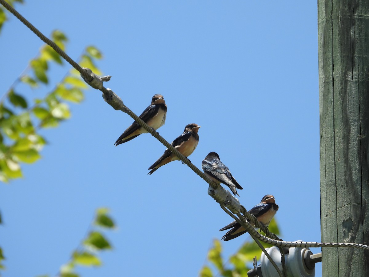 Barn Swallow - ML637857688