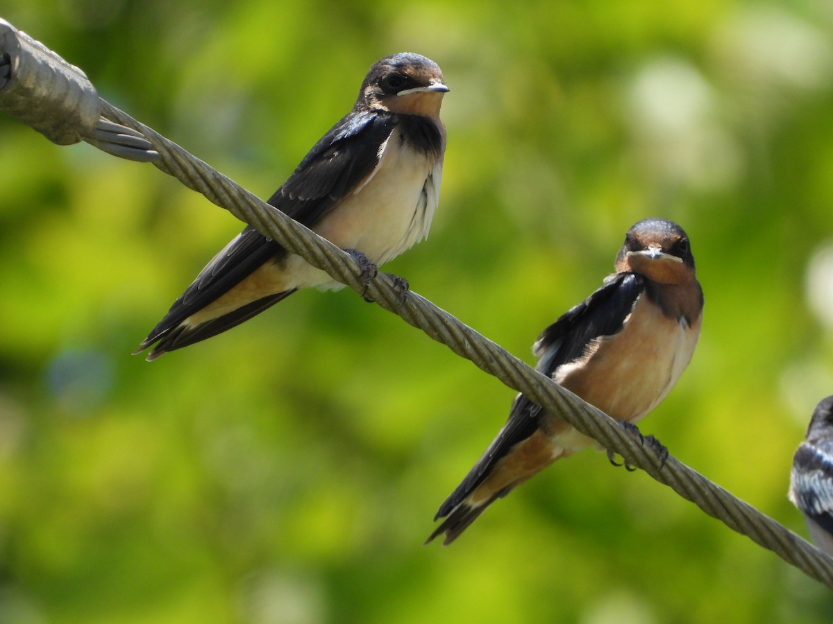 Barn Swallow - ML637857689