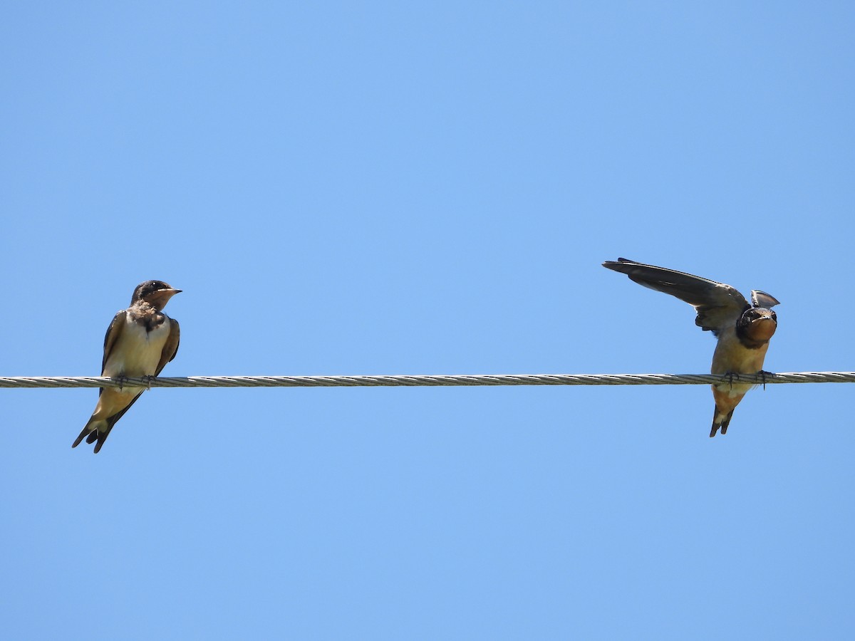 Barn Swallow - ML637857718