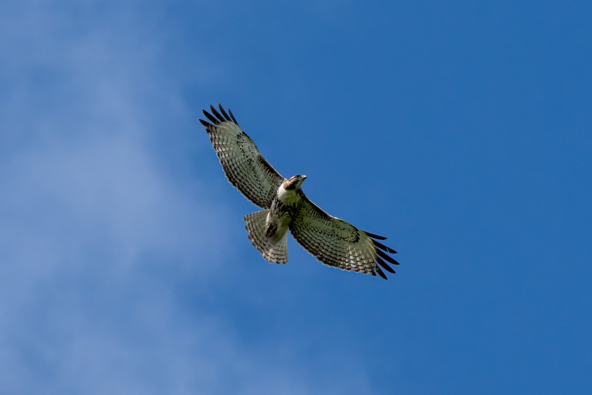 Red-tailed Hawk - ML637857731