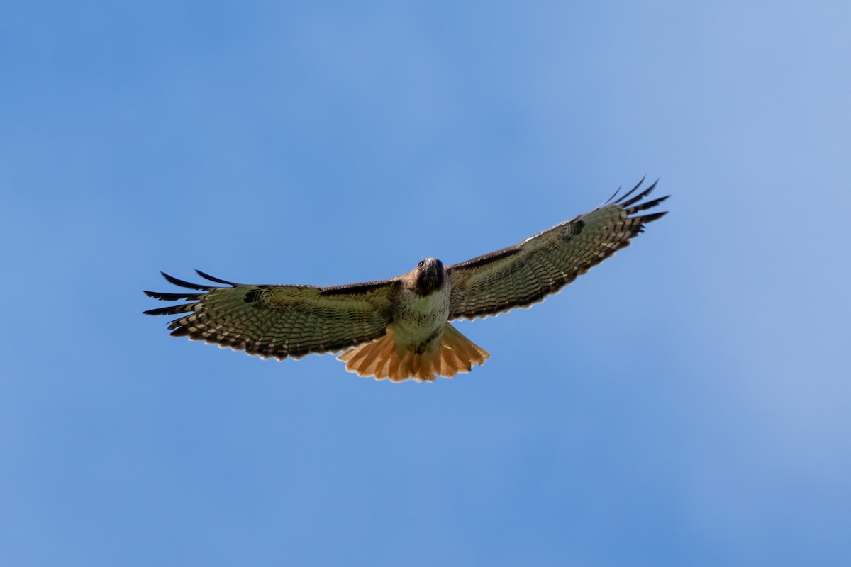Red-tailed Hawk - ML637857734