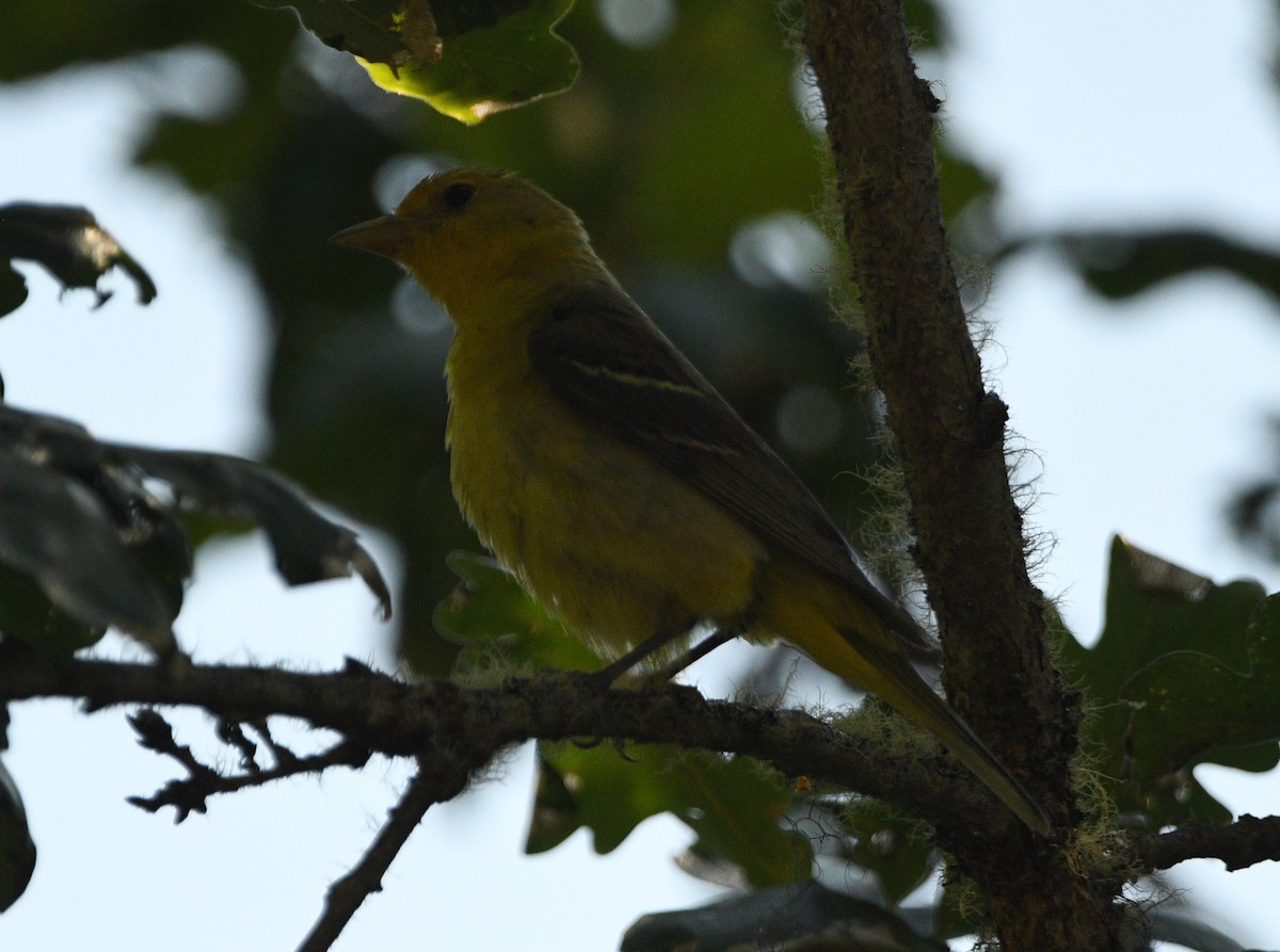 Western Tanager - ML637857780