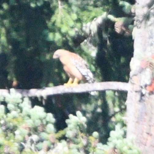 Red-shouldered Hawk - ML637857782