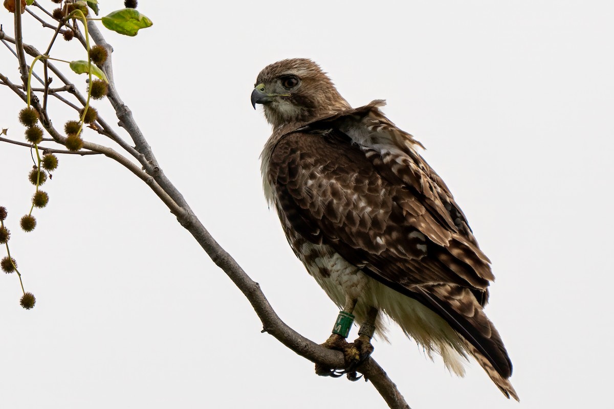 Red-tailed Hawk - ML637857799
