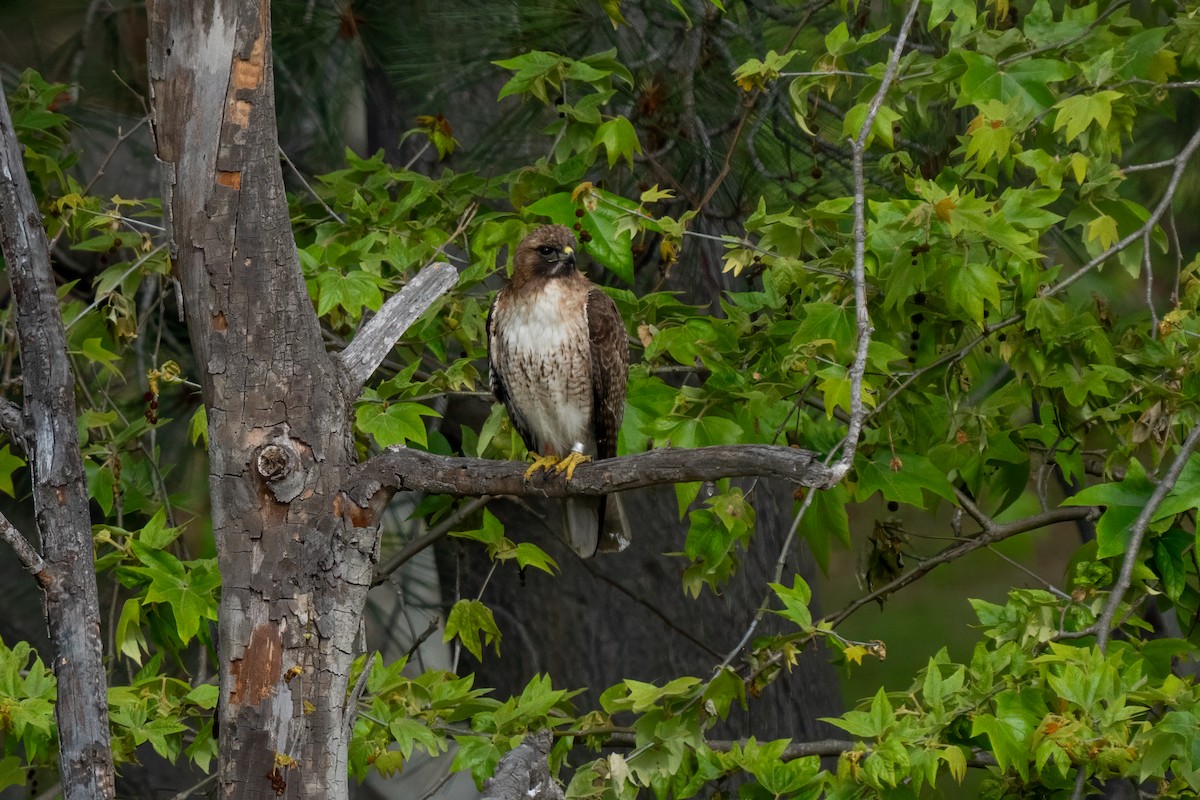 Red-tailed Hawk - ML637857981