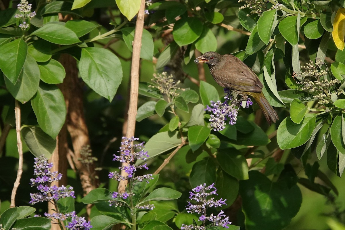 Palmchat - ML637857987