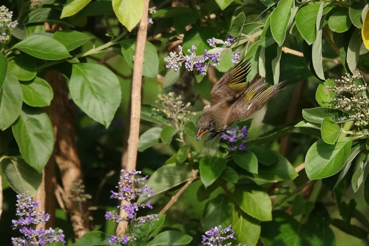 Palmchat - ML637857990