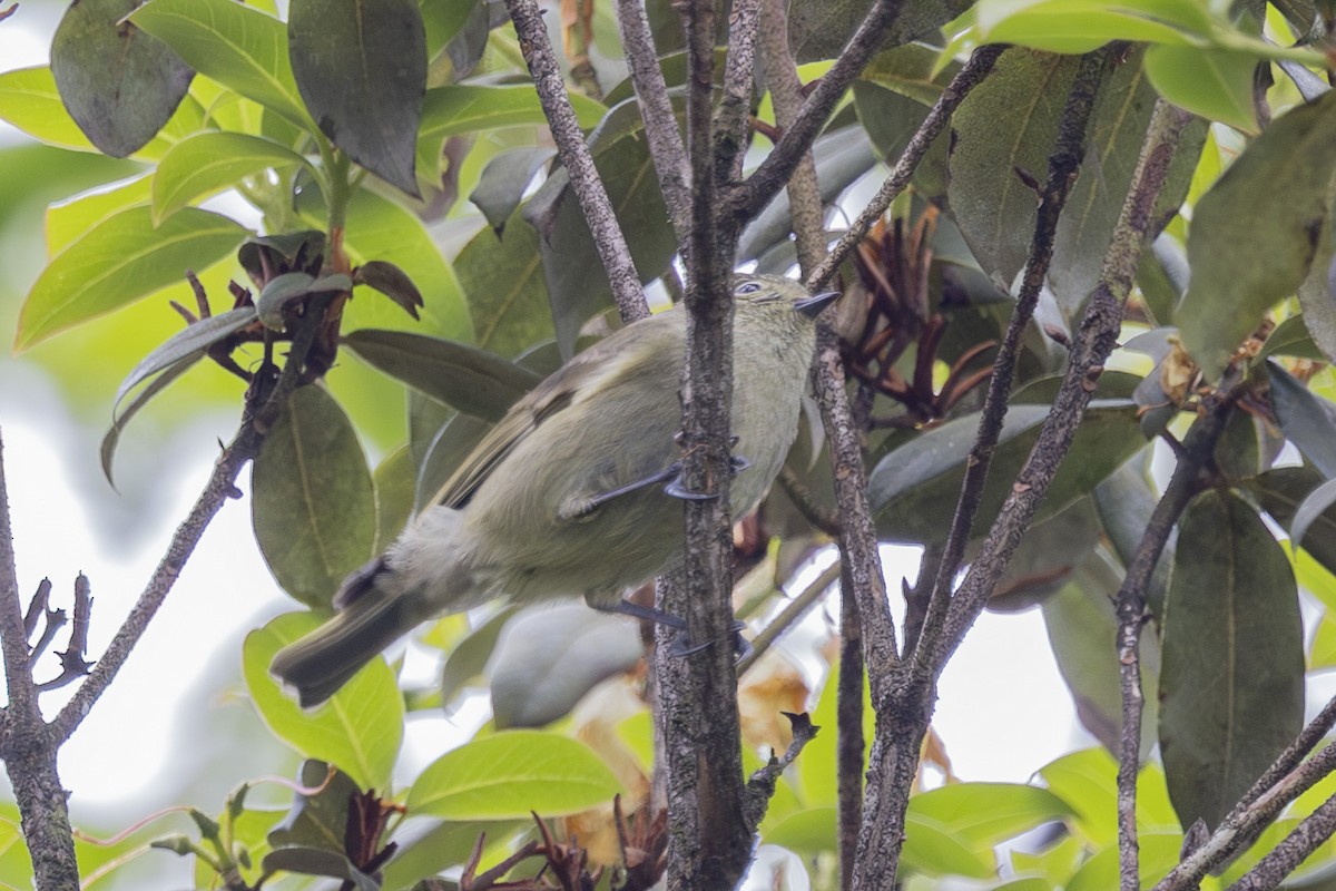 Yellow-browed Tit - ML637858095