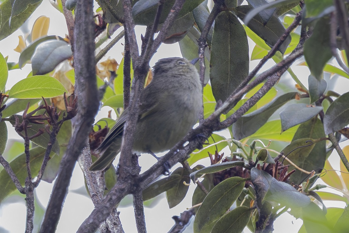Yellow-browed Tit - ML637858096