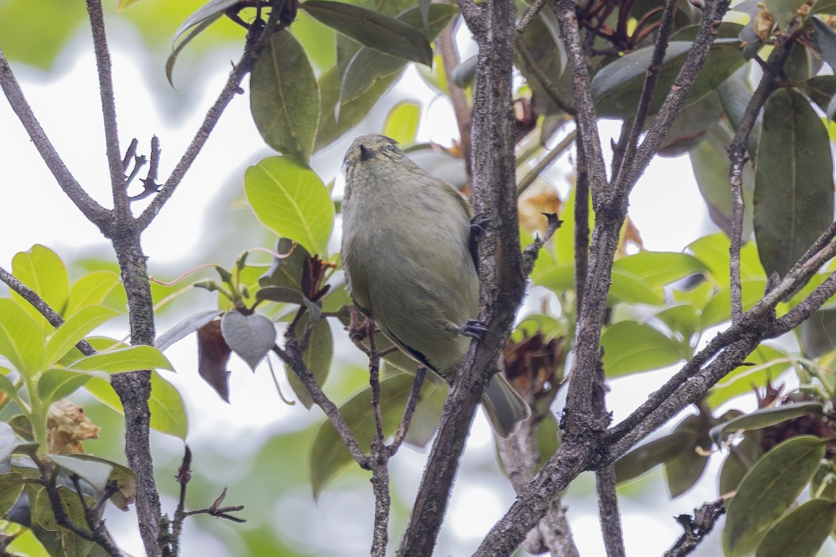Yellow-browed Tit - ML637858097