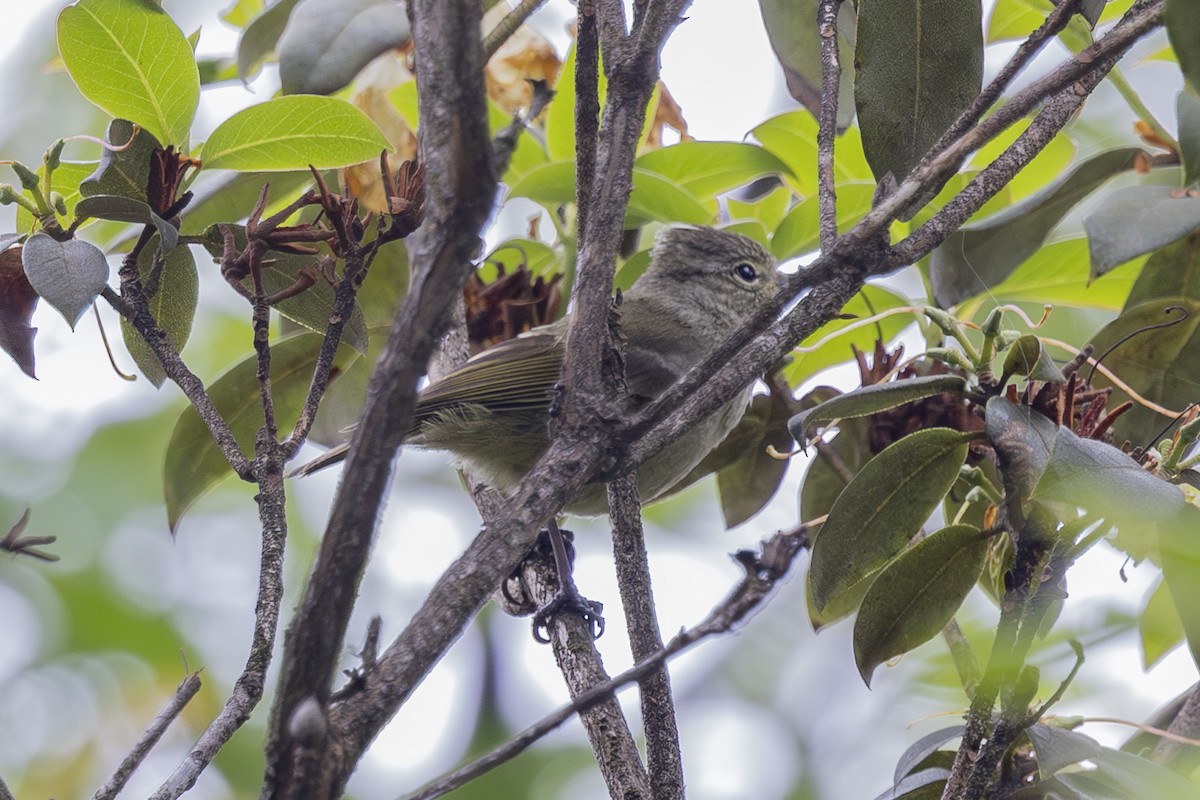 Yellow-browed Tit - ML637858098