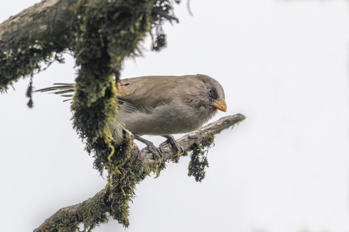 Great Parrotbill - ML637858159