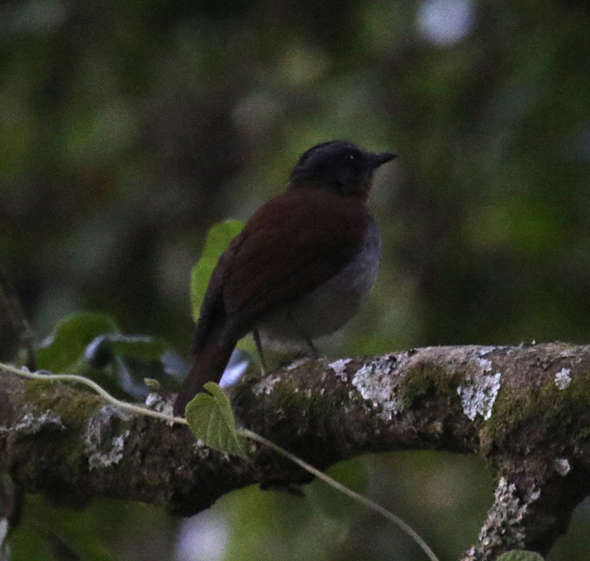 Red-throated Alethe - ML637858186