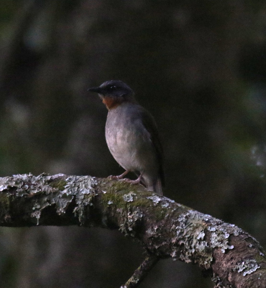 Red-throated Alethe - ML637858187
