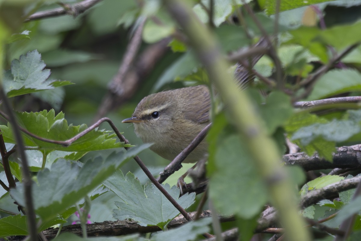 Aberrant Bush Warbler - ML637858193