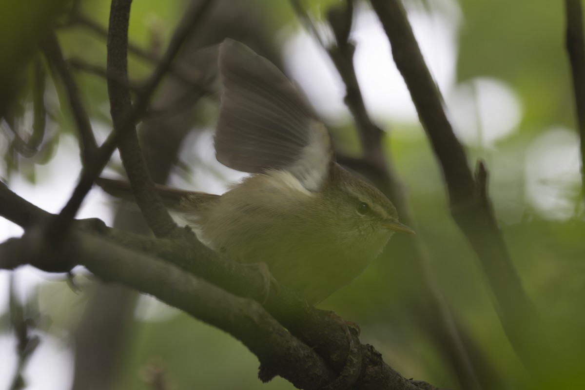 Aberrant Bush Warbler - ML637858195