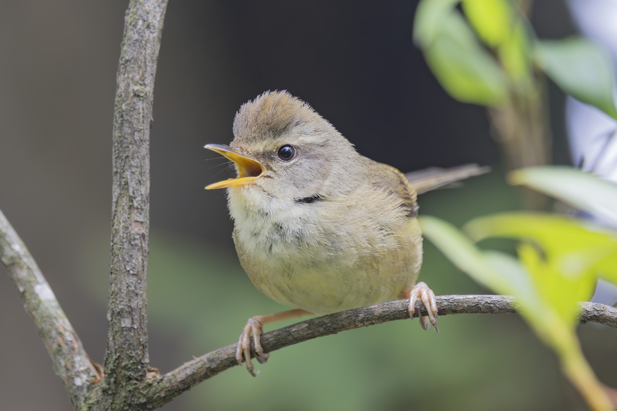 Aberrant Bush Warbler - ML637858196
