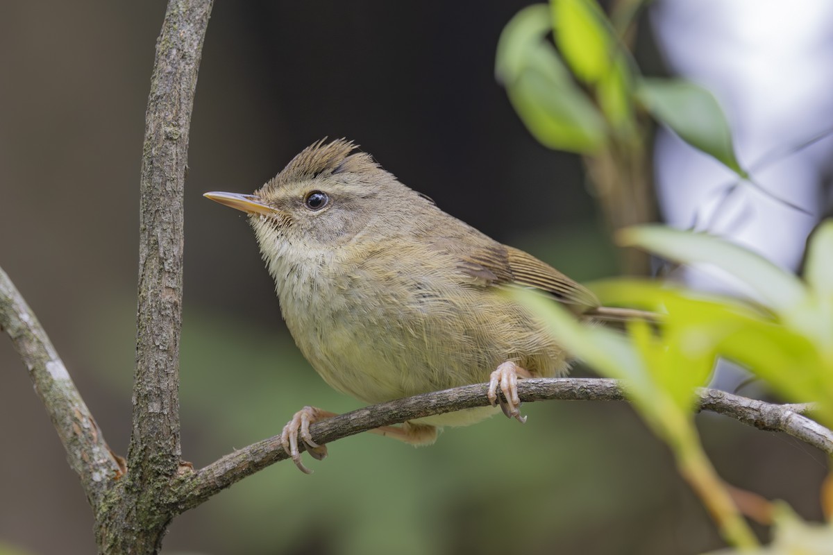 Aberrant Bush Warbler - ML637858197