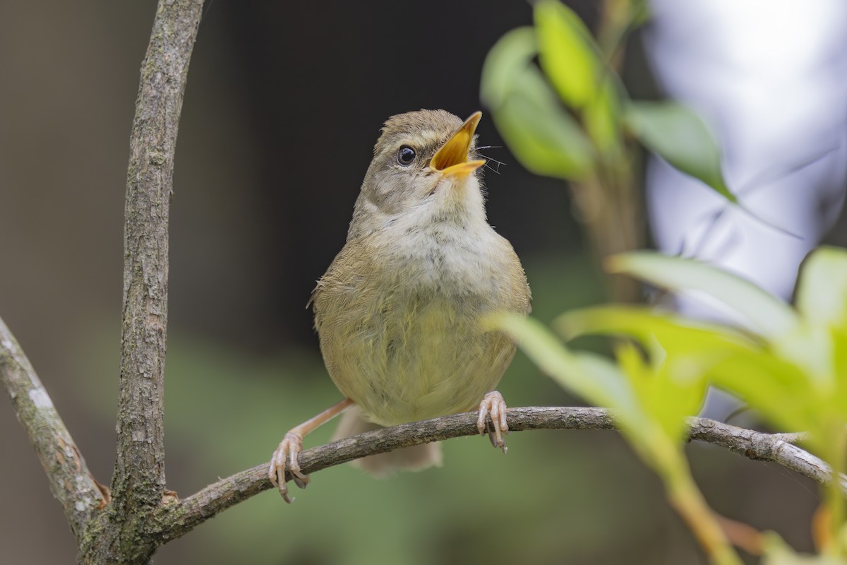 Aberrant Bush Warbler - ML637858198