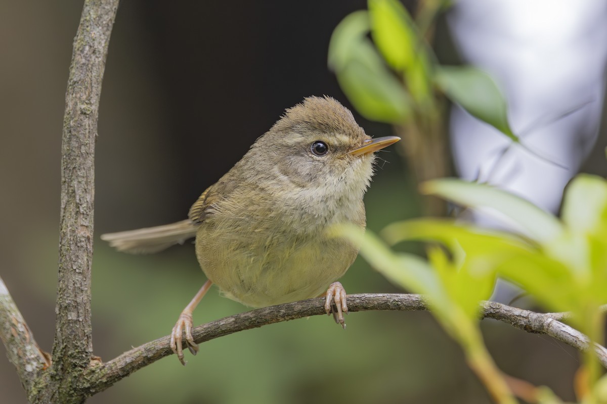 Aberrant Bush Warbler - ML637858199
