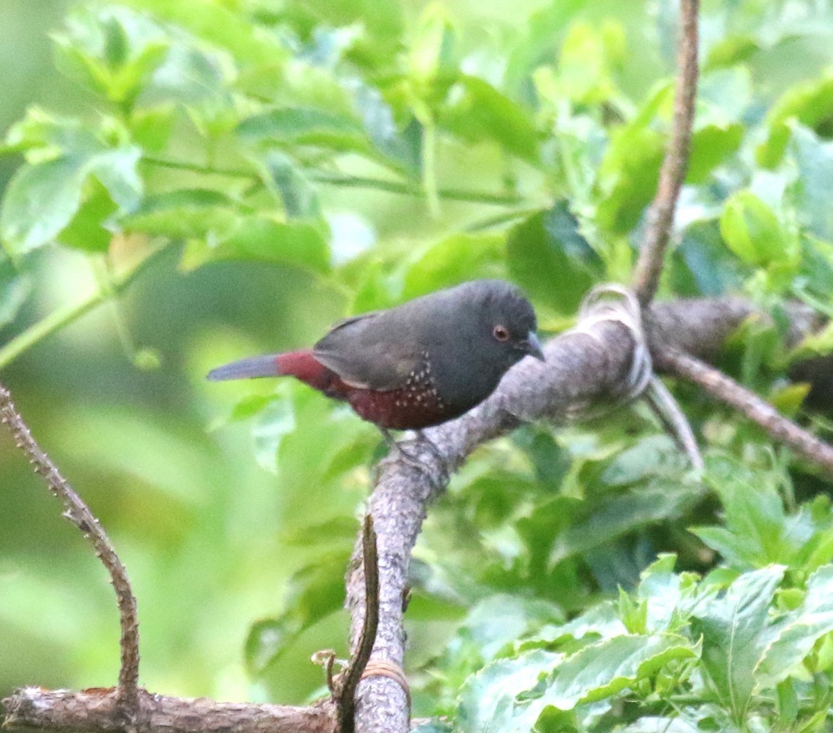 Dusky Twinspot - ML637858203