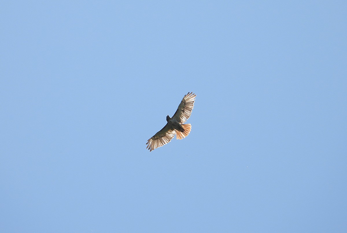 Red-tailed Hawk - ML637858243
