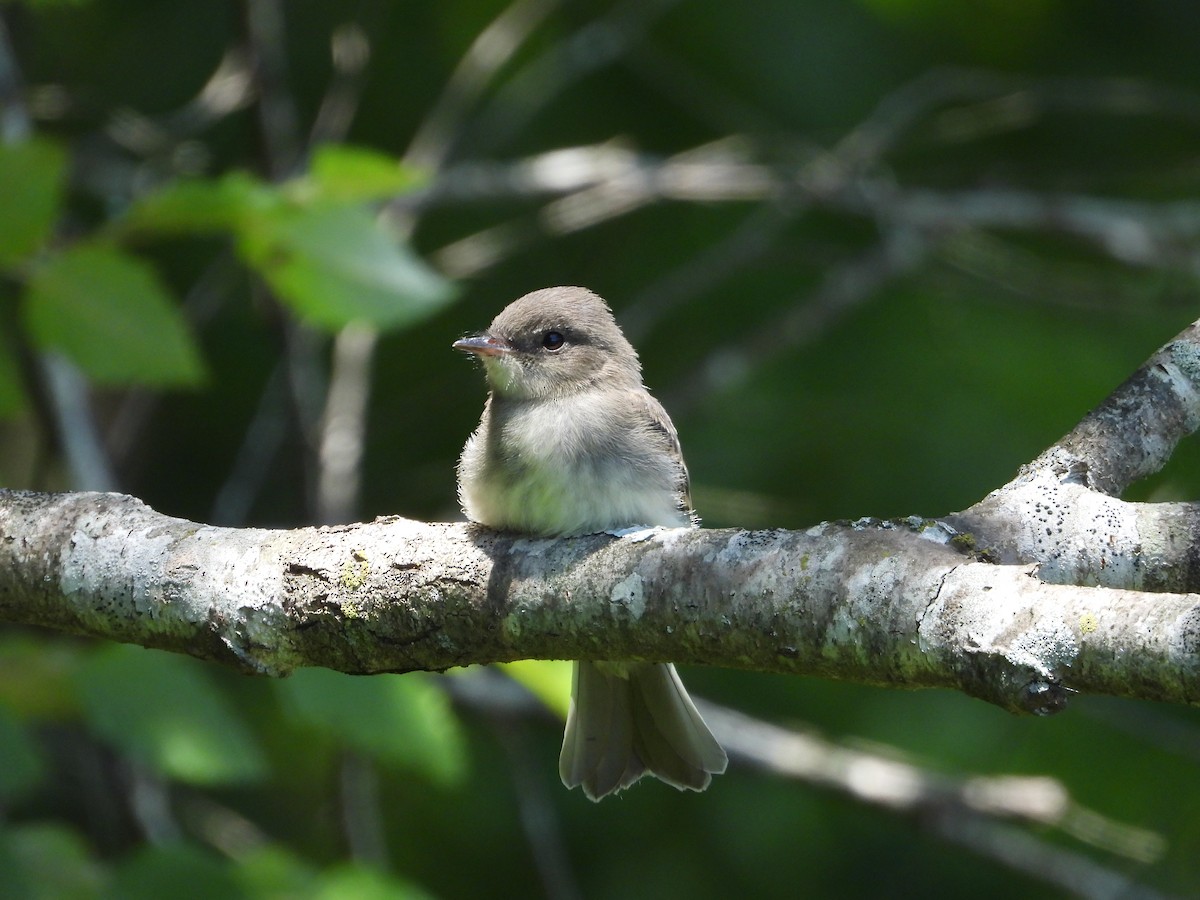 Eastern Phoebe - ML637858267