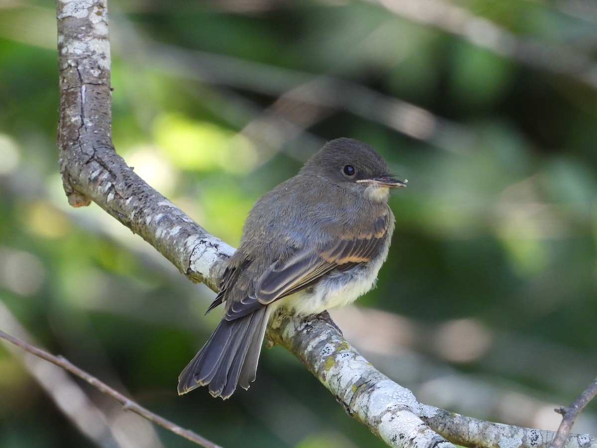 Eastern Phoebe - ML637858282