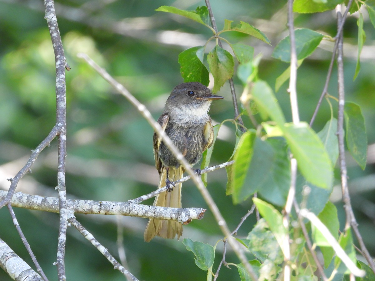 Eastern Phoebe - ML637858415