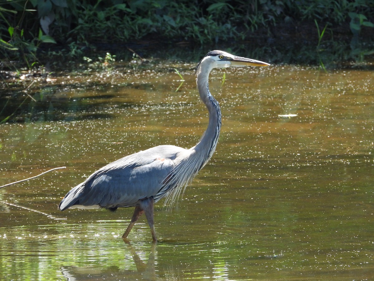 Great Blue Heron - ML637858431
