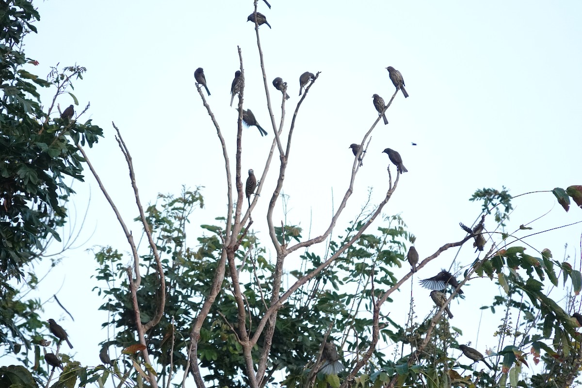 Palmchat - ML637858486