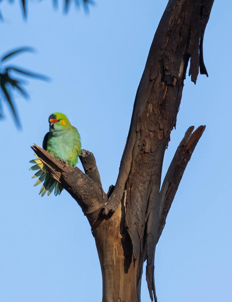 Purple-crowned Lorikeet - ML637858539