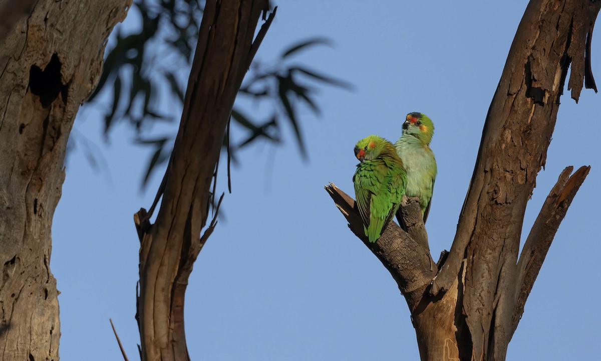 Purple-crowned Lorikeet - ML637858540