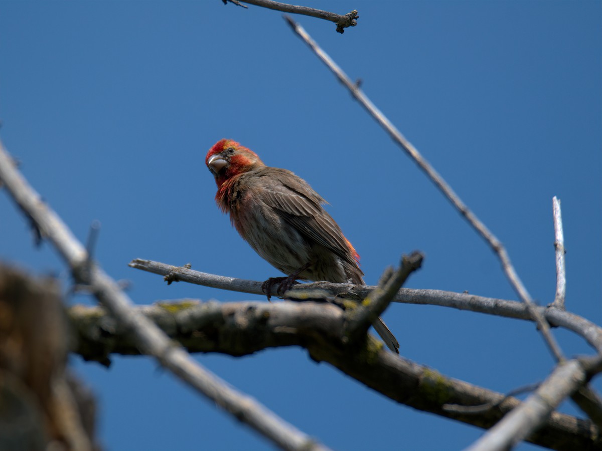House Finch - ML637858557