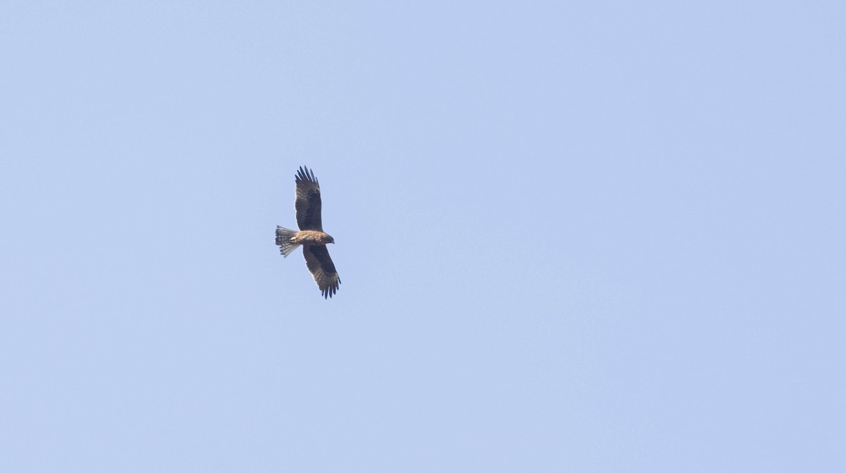 Little Eagle - ML637858571