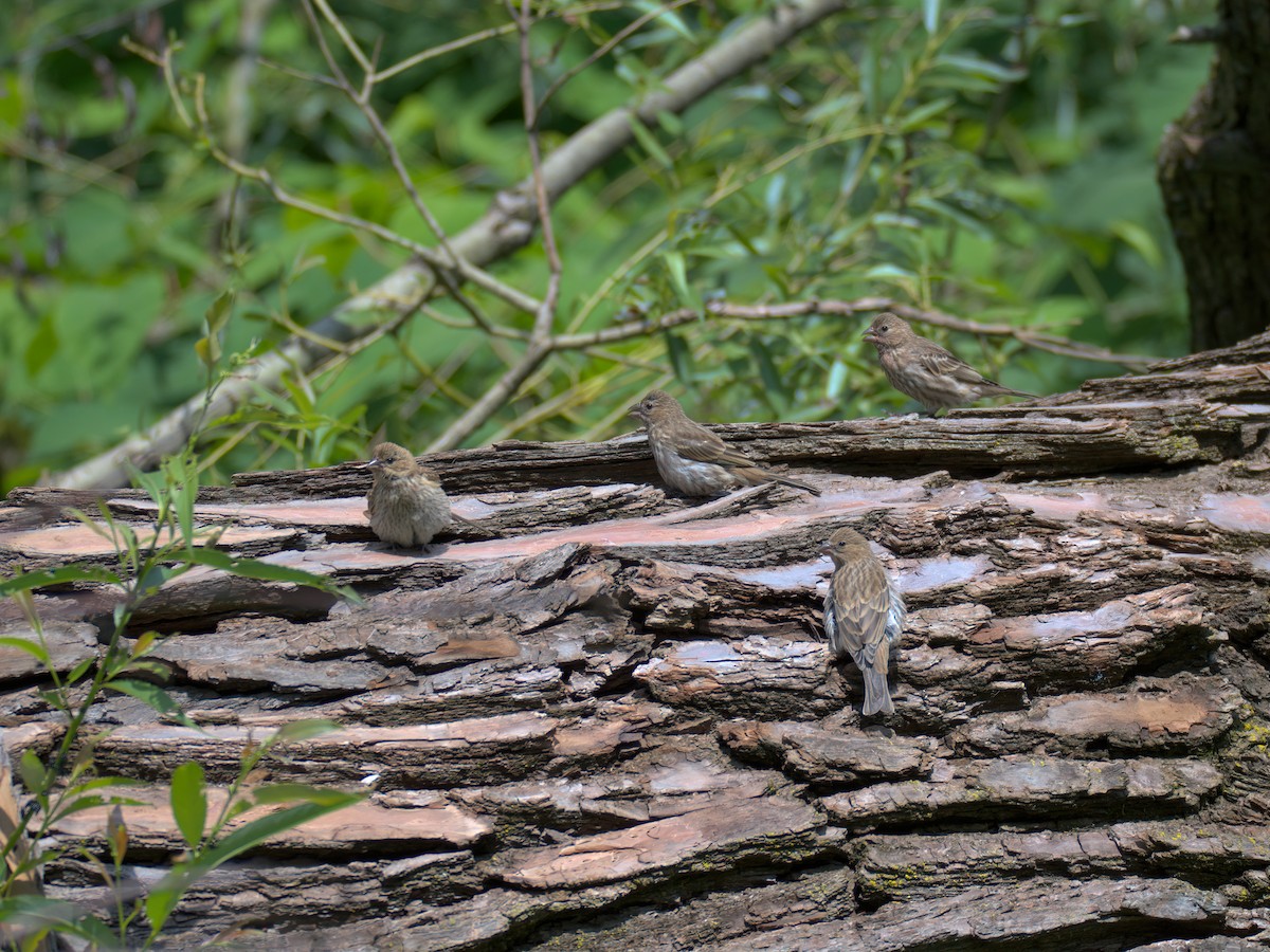 House Finch - ML637858572