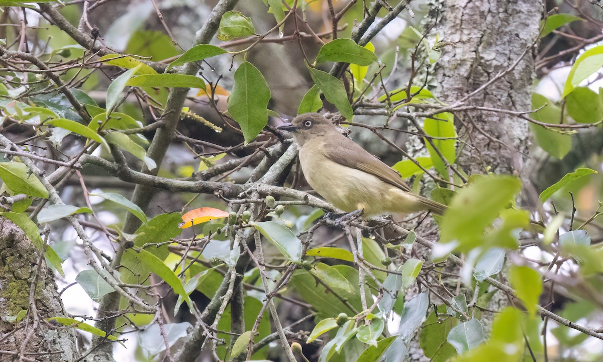 Sombre Greenbul - ML637858578