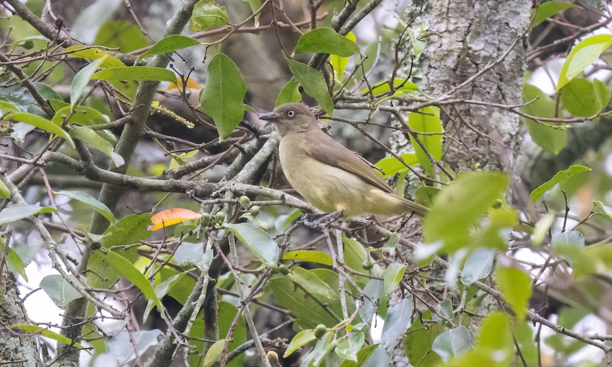 Sombre Greenbul - ML637858580