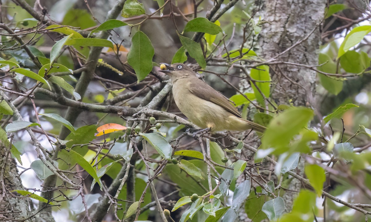 Sombre Greenbul - ML637858581