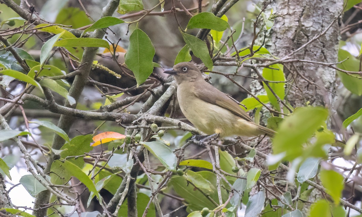 Sombre Greenbul - ML637858582