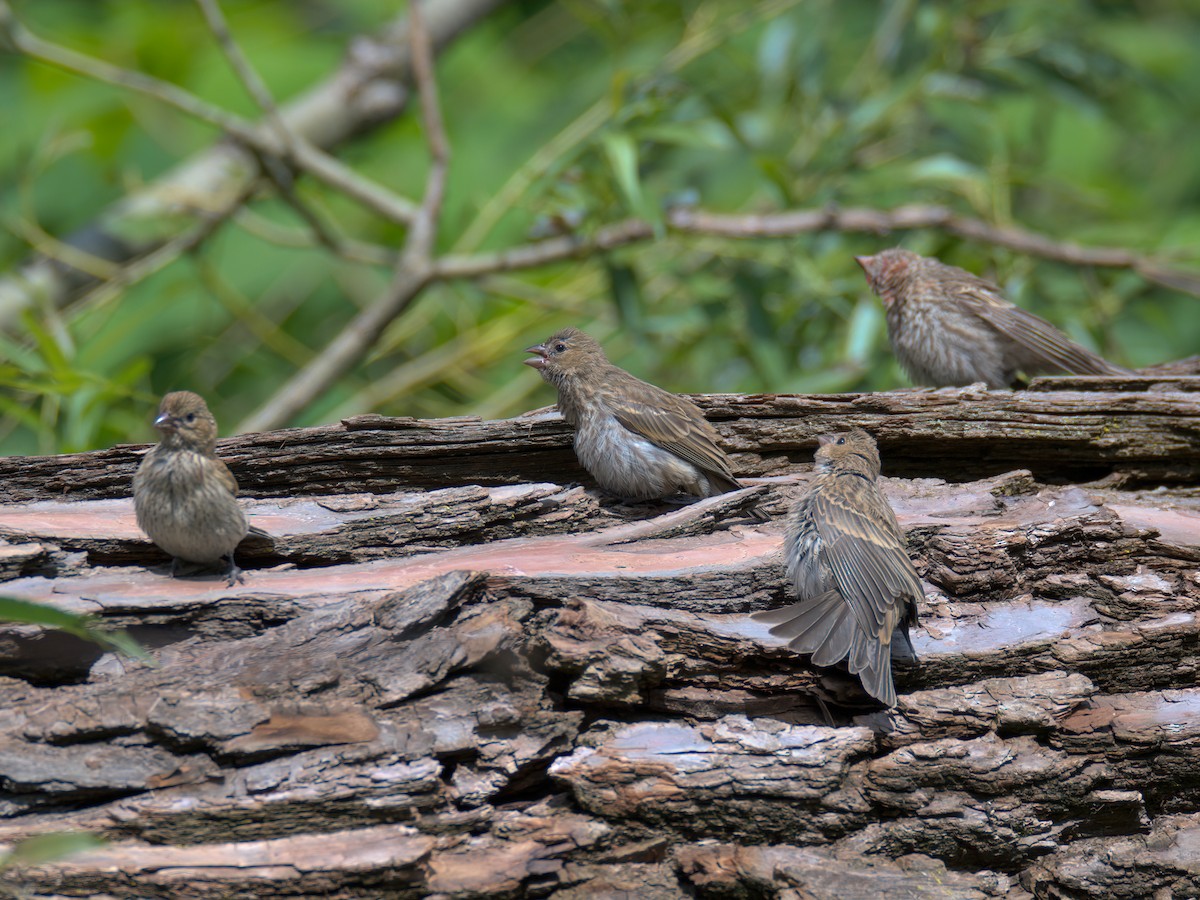 House Finch - ML637858595