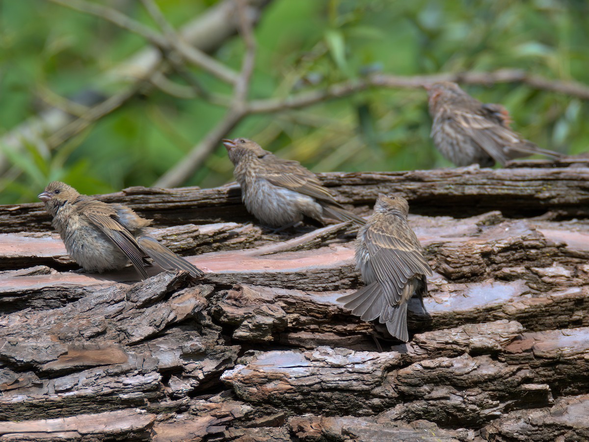 House Finch - ML637858653