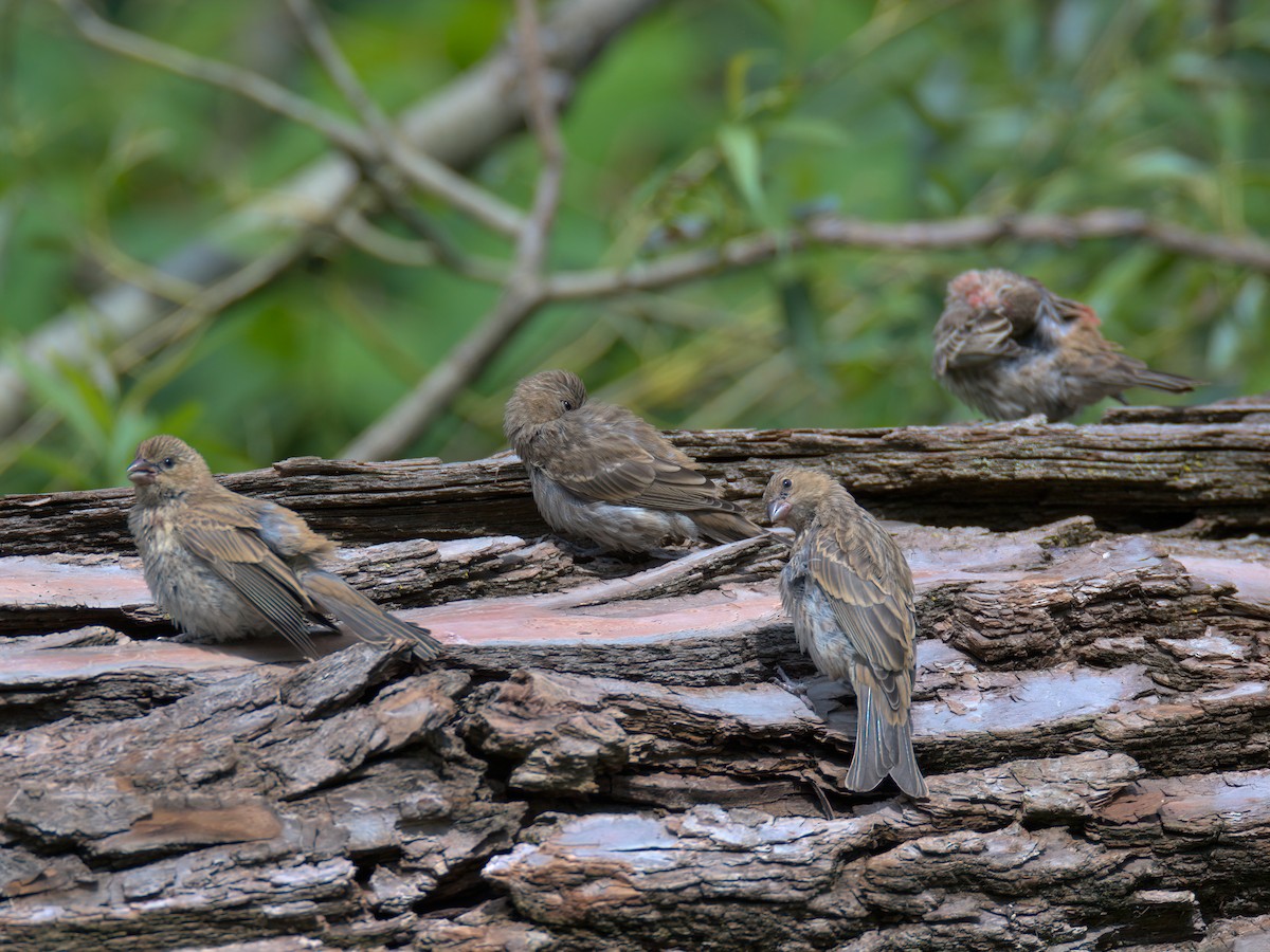 House Finch - ML637858666