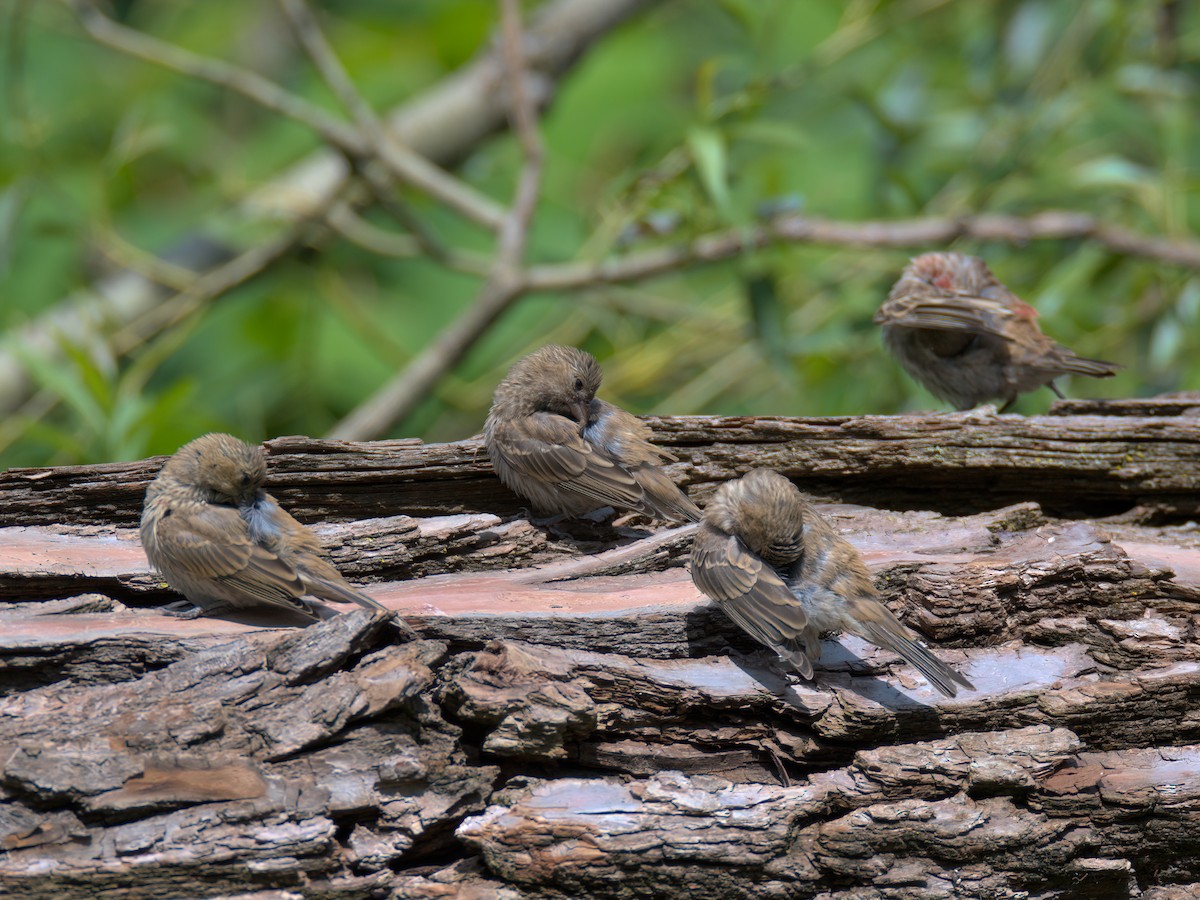 House Finch - ML637858675
