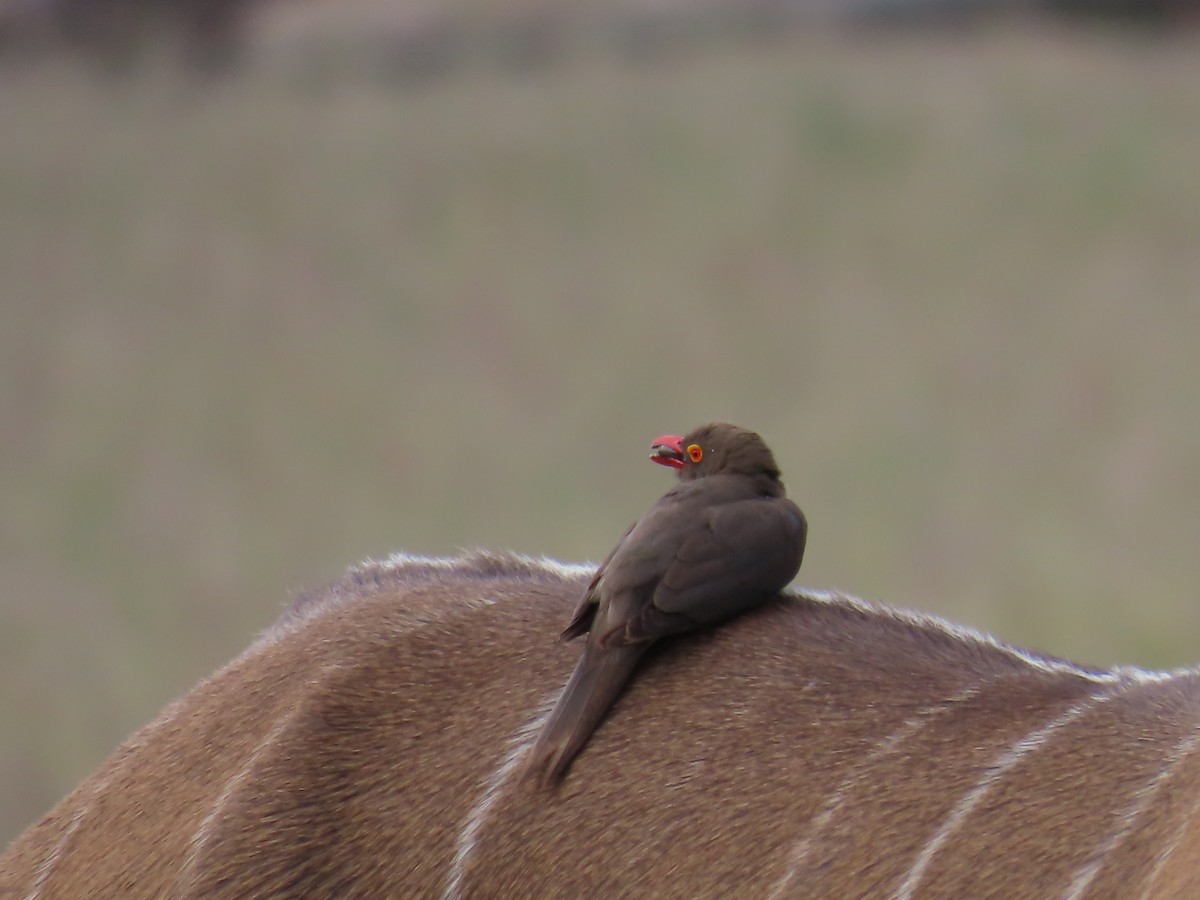 Red-billed Oxpecker - ML637858681