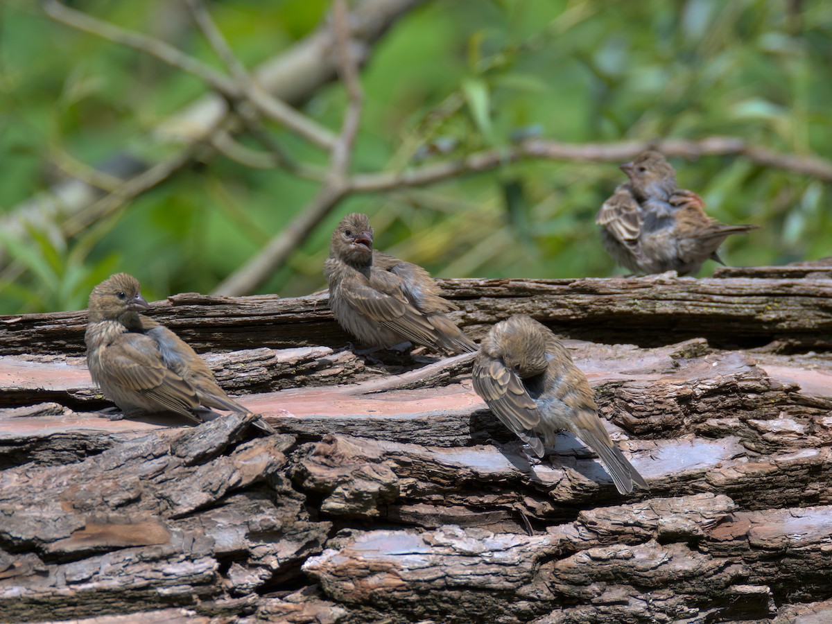 House Finch - ML637858683