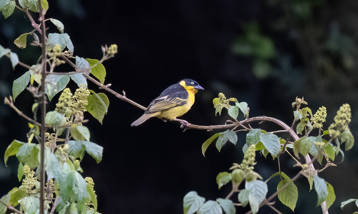 Baglafecht Weaver - ML637858692